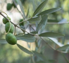 Olive