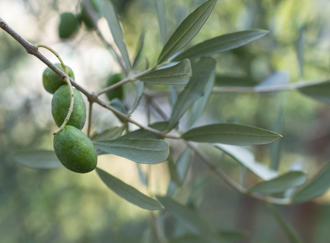 Olive