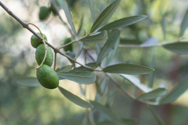 Olive