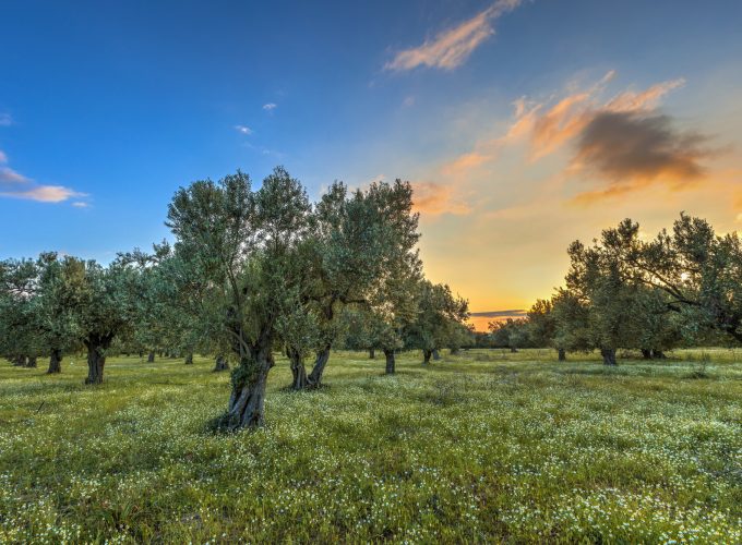 Olive grove at sunrise
