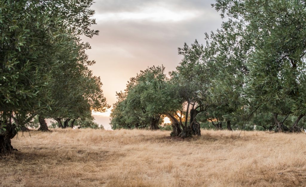 Olive trees at sunset