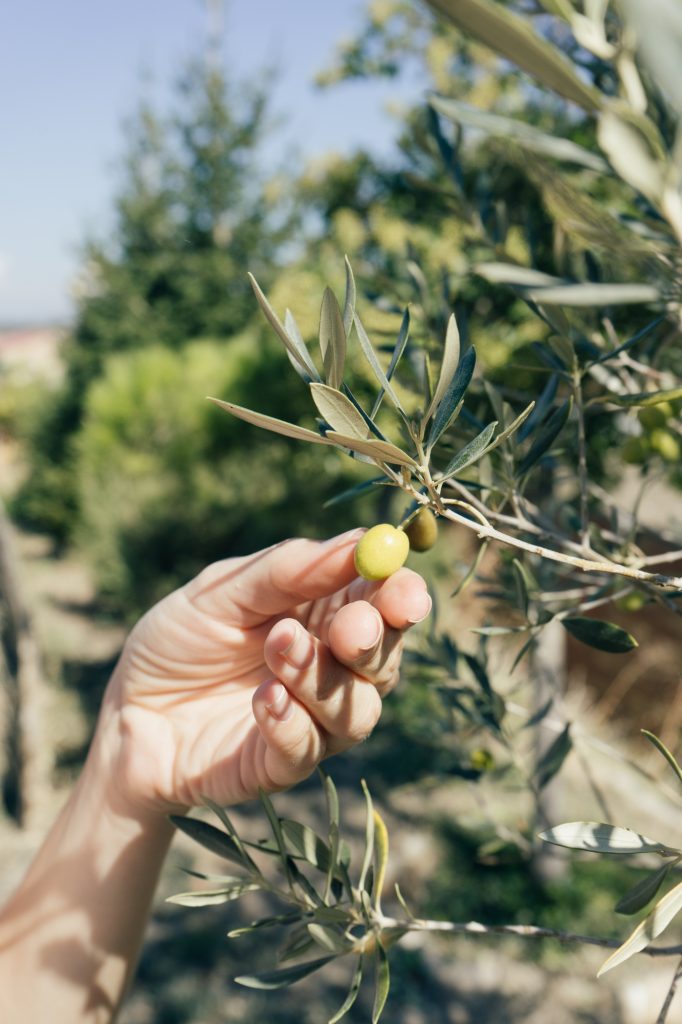 Young woman picking up olives from an olive tree